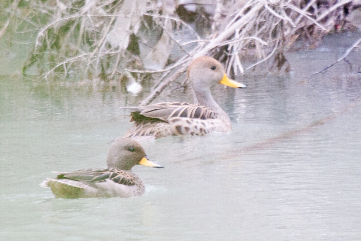 Yellow-billed Teal - ML200266591