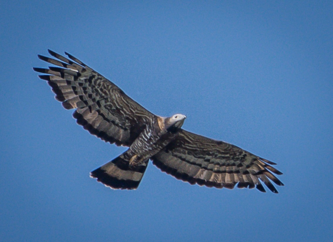 Oriental Honey-buzzard - ML200268531