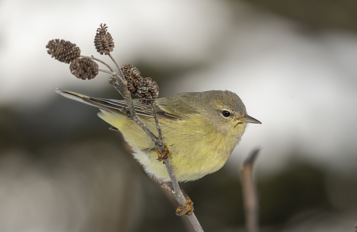 Orange-crowned Warbler - ML200269711