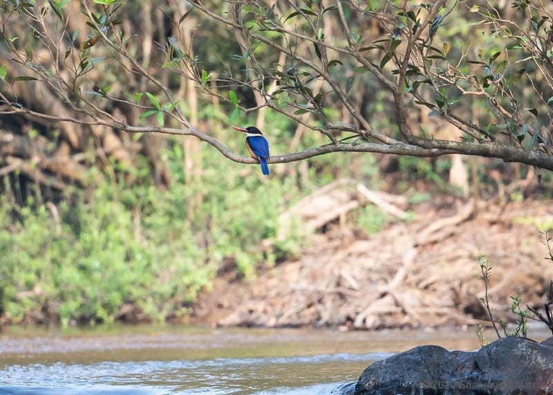 Black-capped Kingfisher - Anonymous