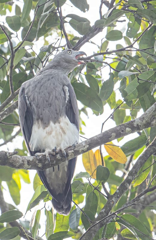 Lesser Fish-Eagle - Anonymous