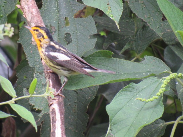 Blackburnian Warbler - ML200270971