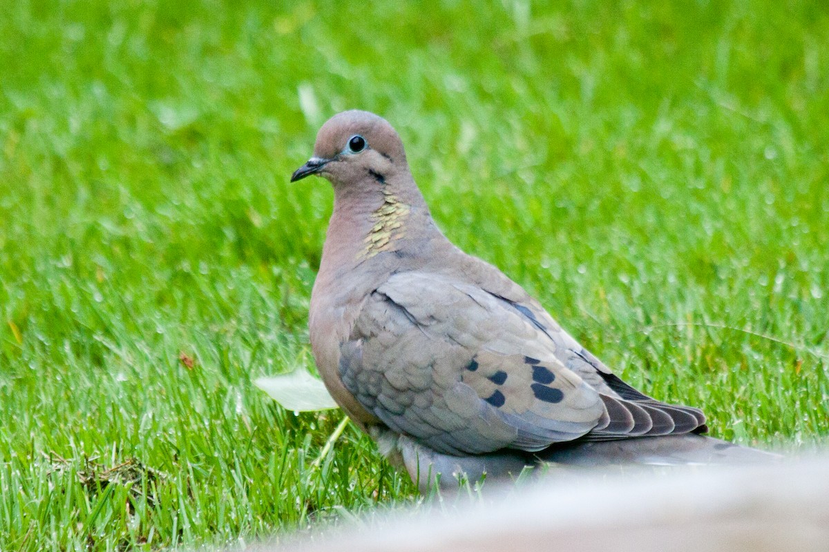 Eared Dove - ML200271101