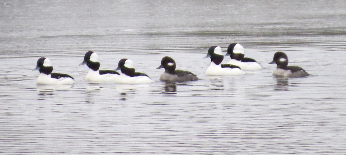 Bufflehead - James Hirtle