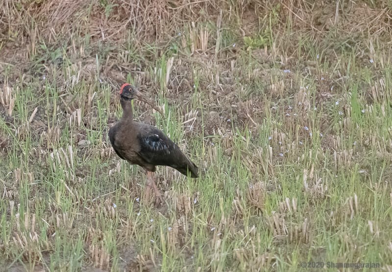 Red-naped Ibis - Anonymous