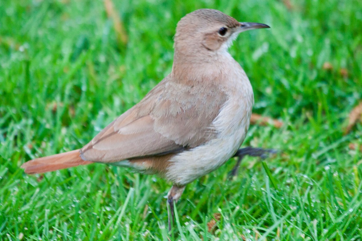 Rufous Hornero - ML200271981