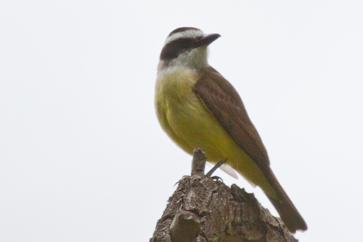 Great Kiskadee - ML200272161