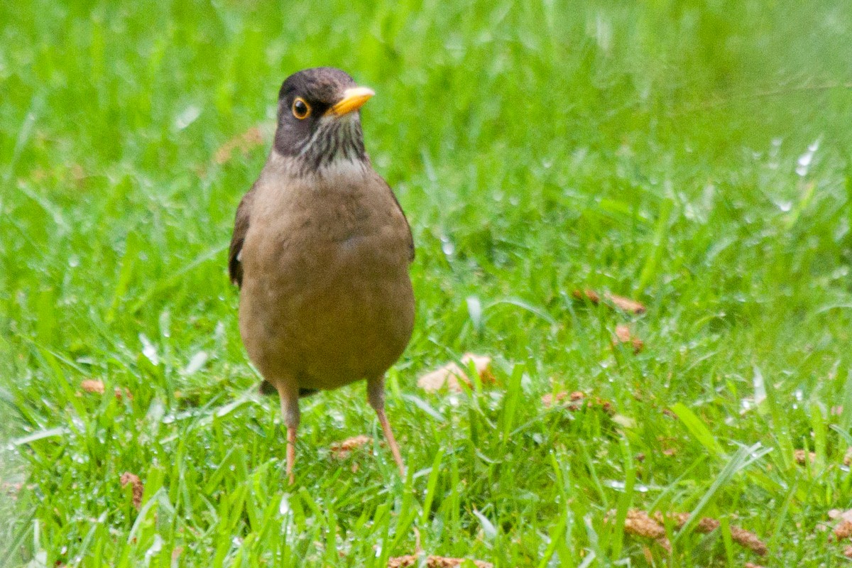 Austral Thrush - Sue Wright