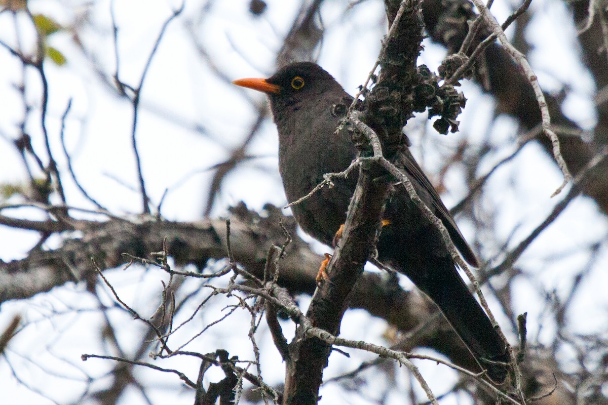 Chiguanco Thrush - ML200272651