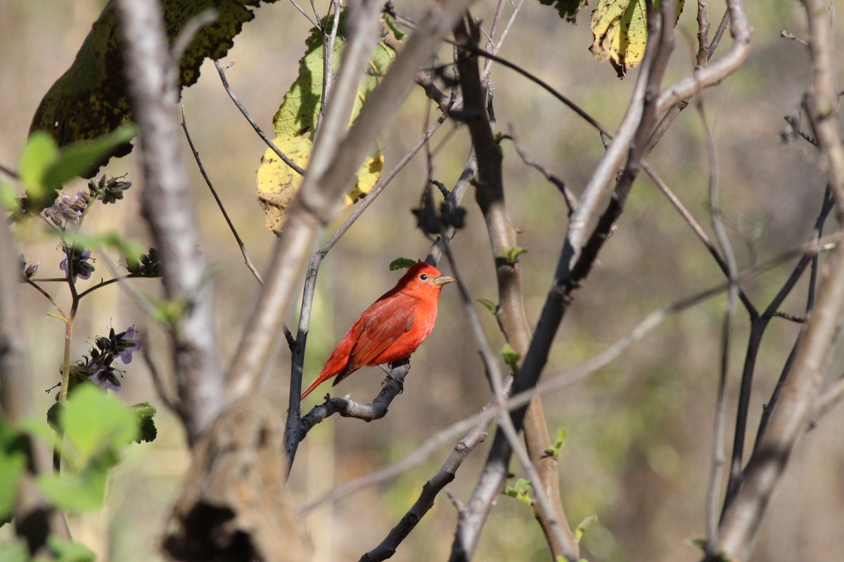 Summer Tanager - ML200274161