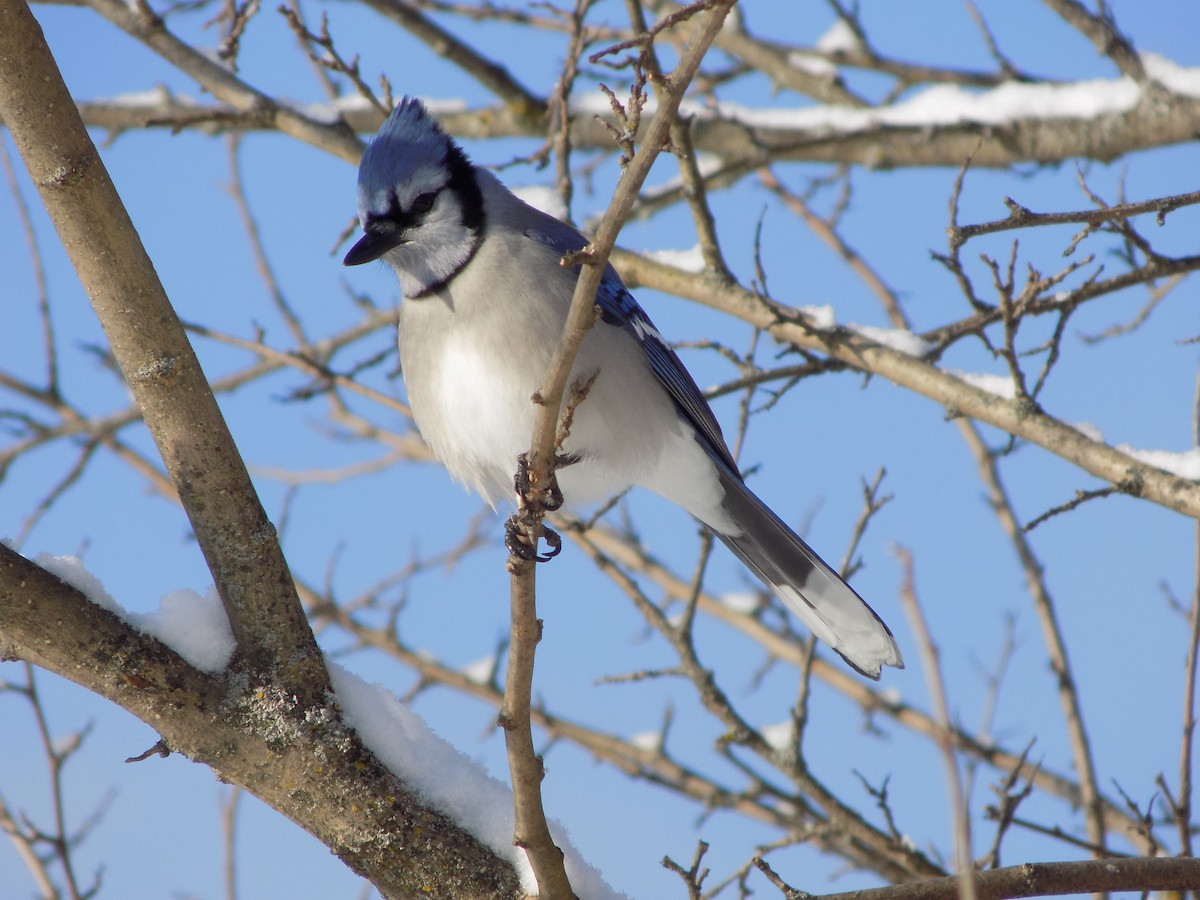 Blue Jay - The Real Anonymous