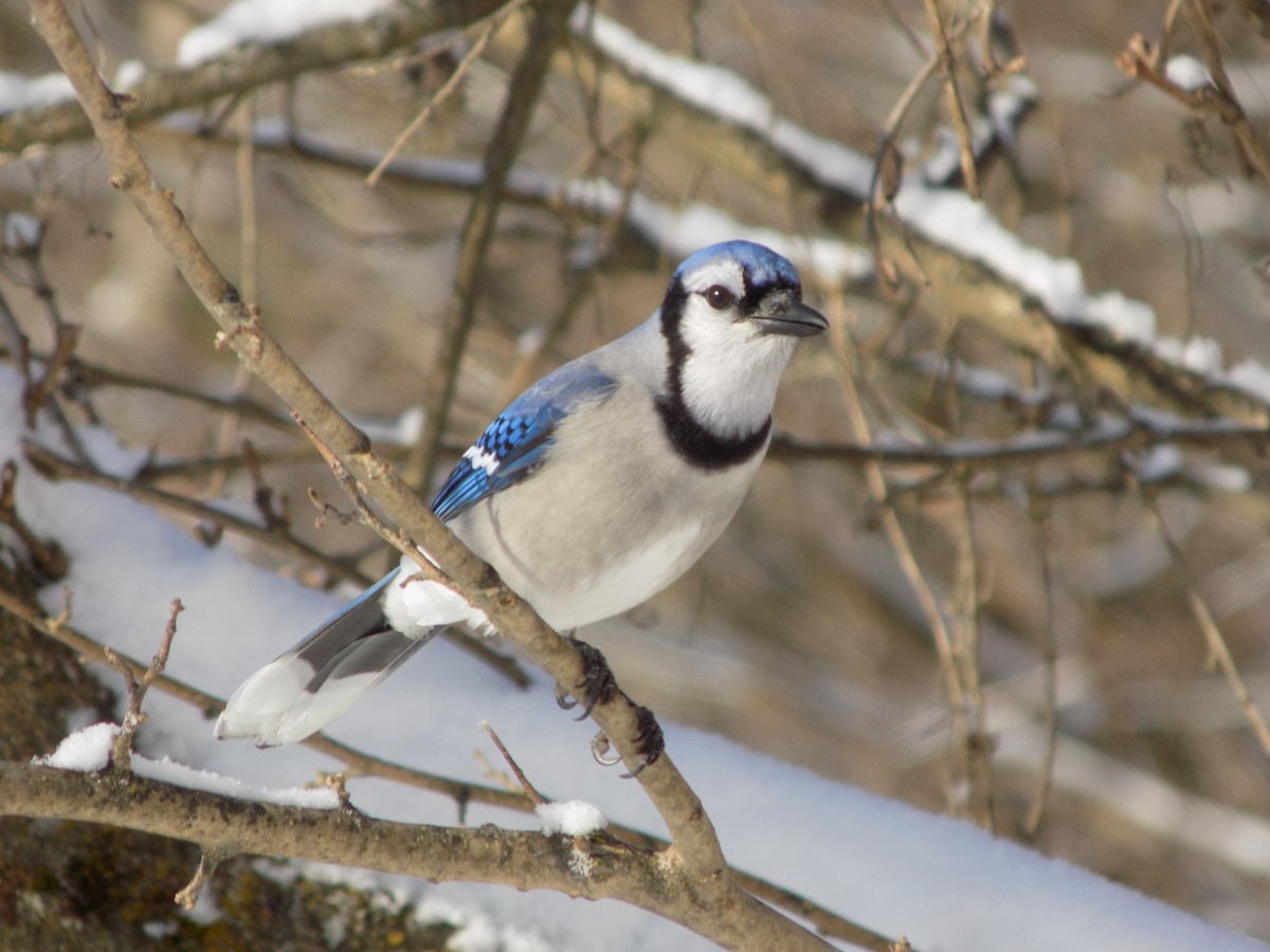 Blue Jay - The Real Anonymous