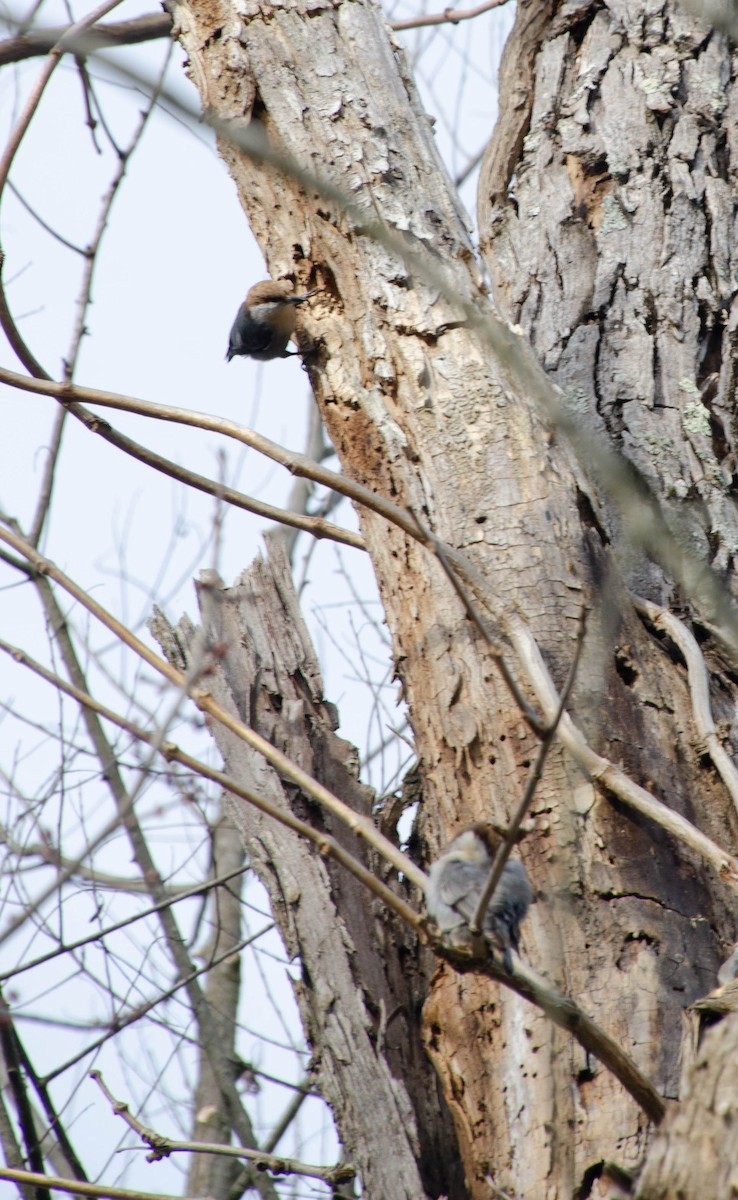 Brown-headed Nuthatch - ML200274751