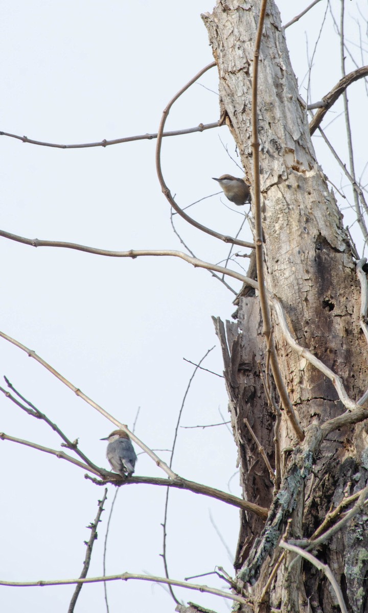 Brown-headed Nuthatch - ML200275891