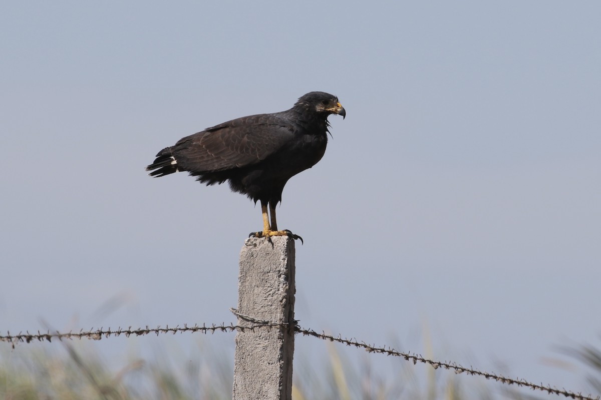 Common Black Hawk - ML200277661