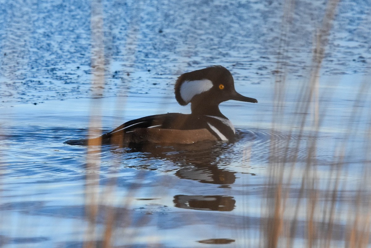 Hooded Merganser - ML200278071