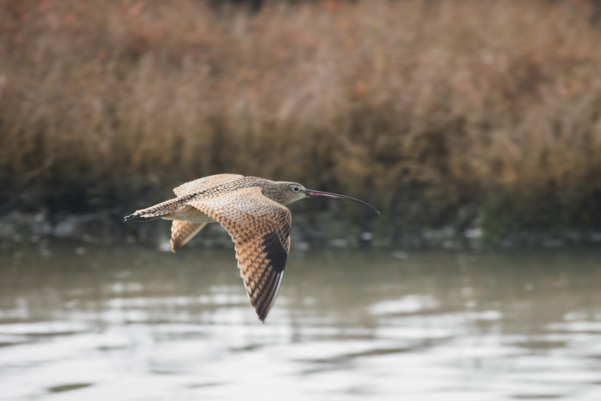 Long-billed Curlew - Jennifer Atwood