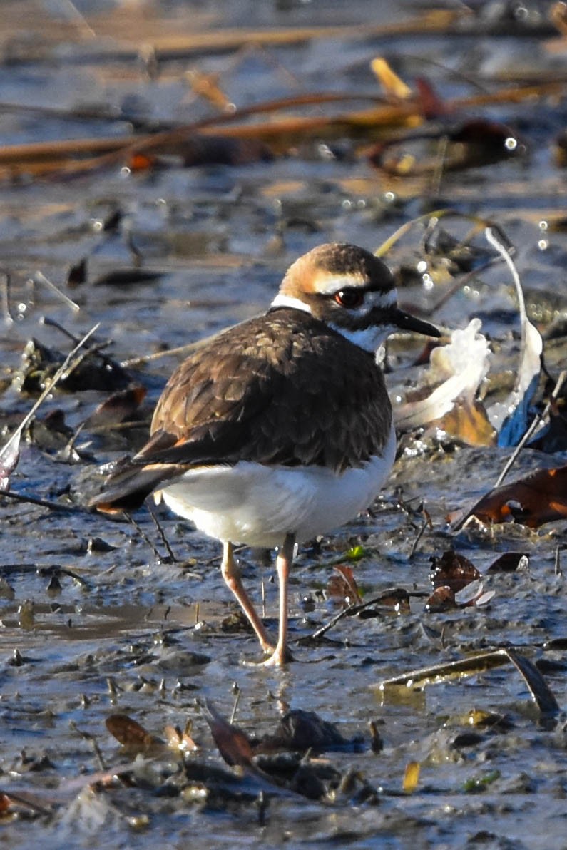 Killdeer - ML200280661