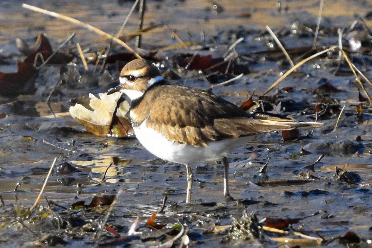 Killdeer - ML200280781