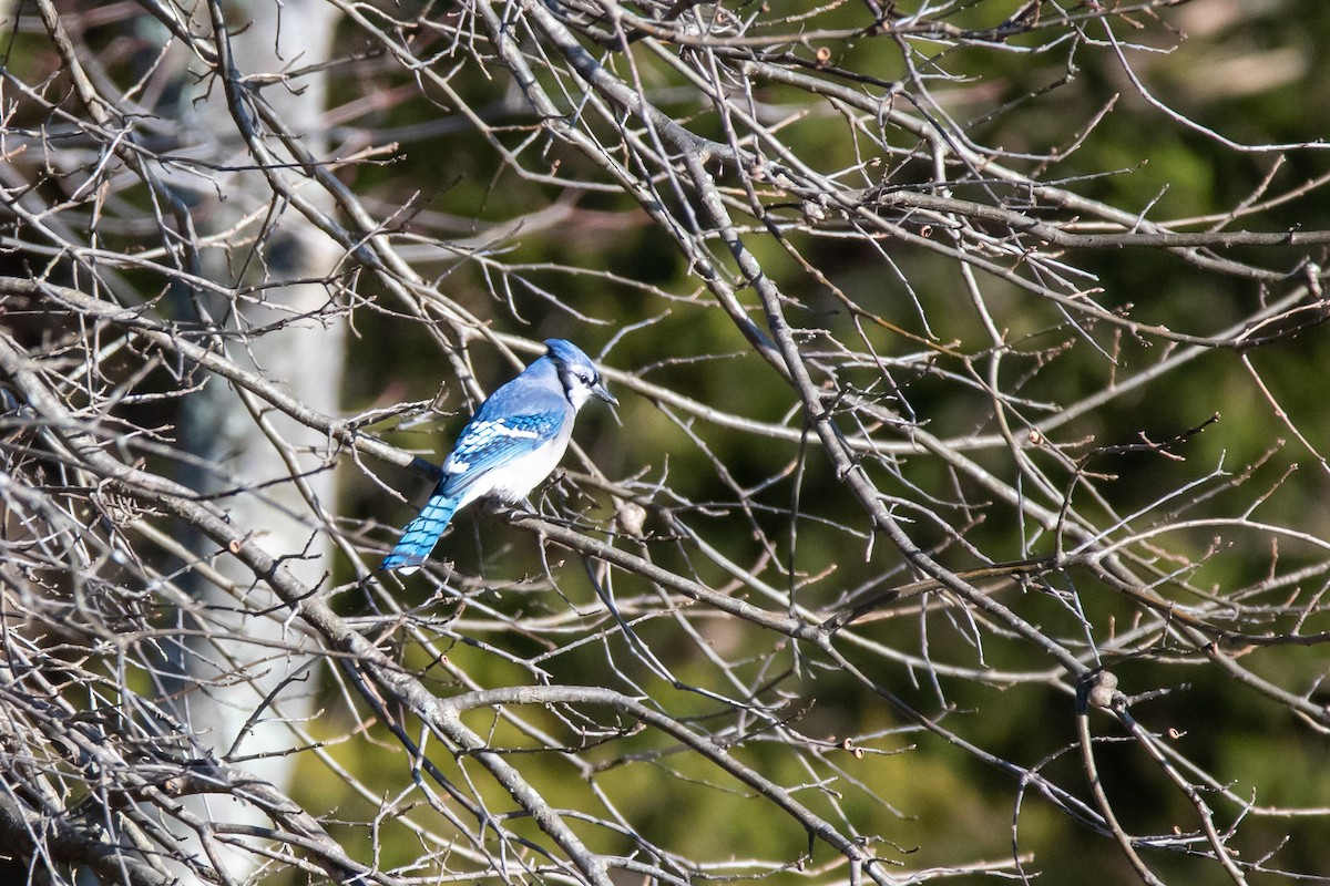 Chara Azul - ML200282031