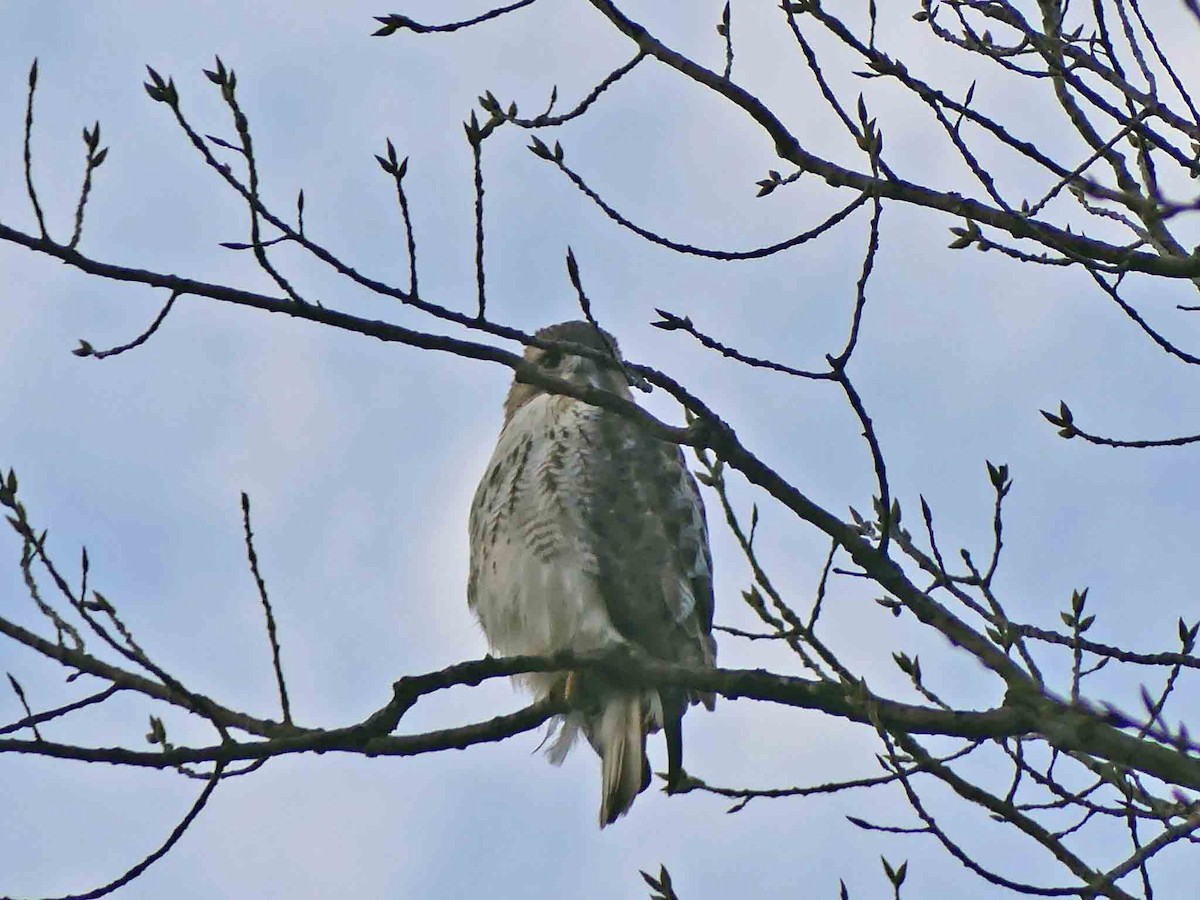 Red-tailed Hawk - ML200282881