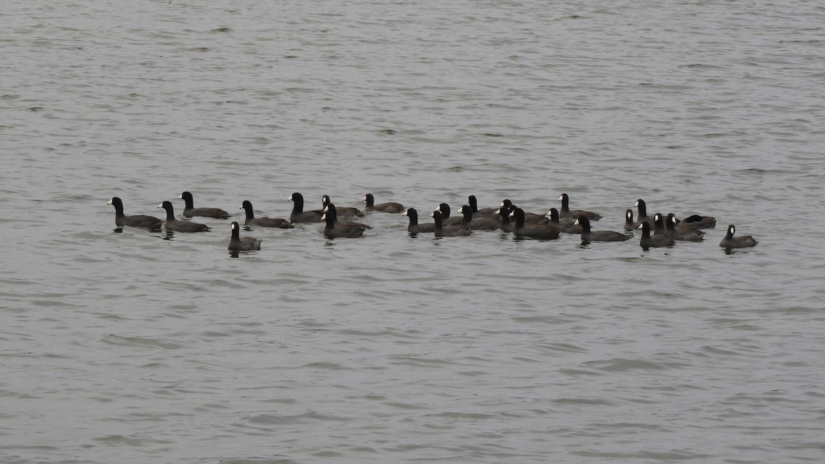 American Coot - ML200286811