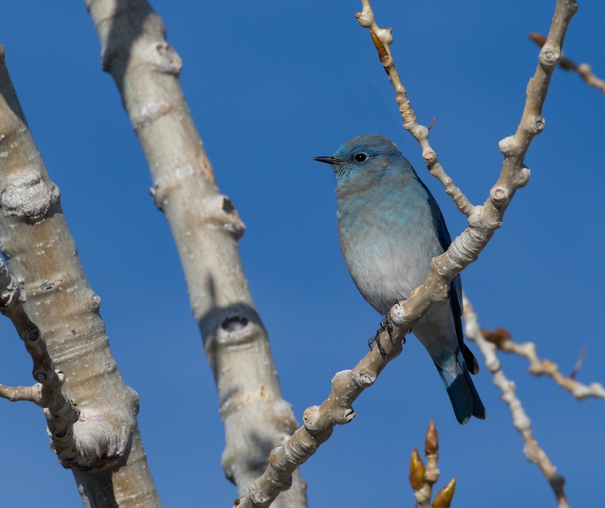 Mountain Bluebird - ML200288761