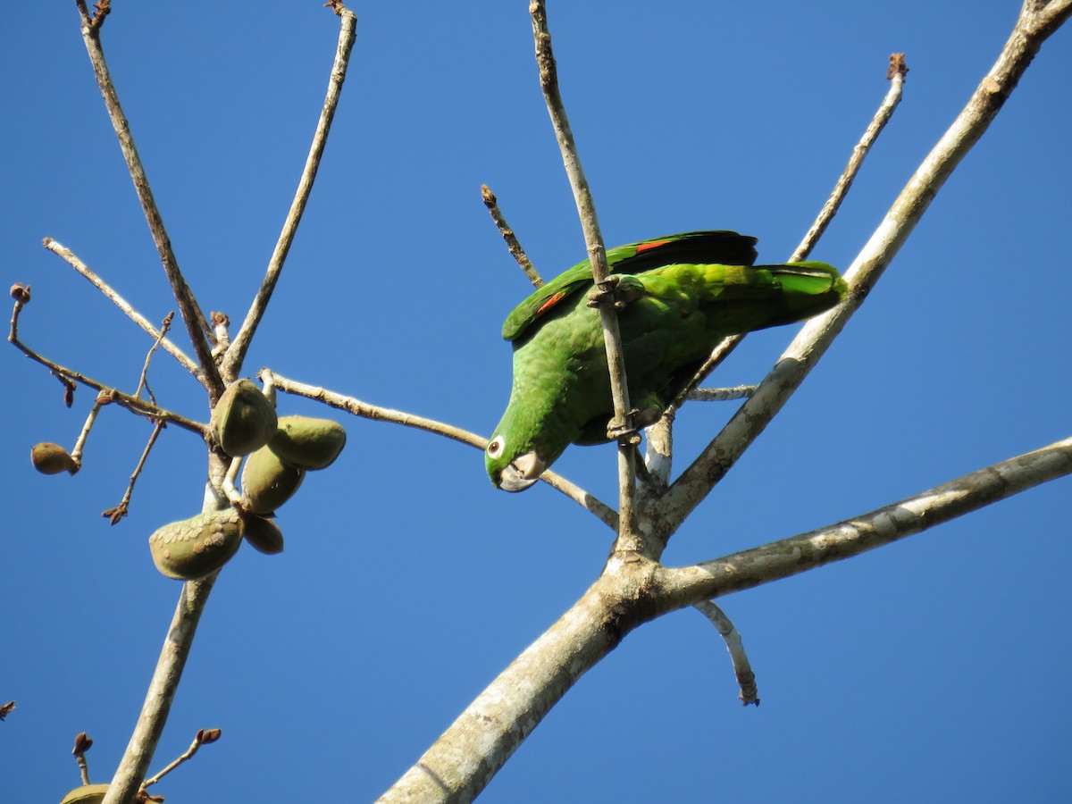 Amazona Harinosa - ML200289081