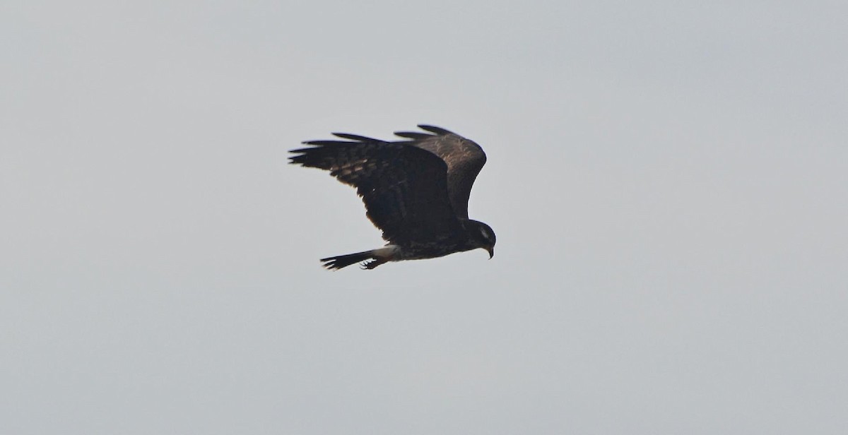 Snail Kite - ML200289181