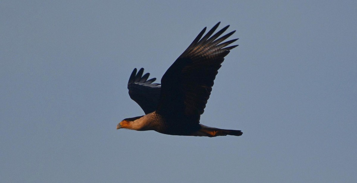 Crested Caracara (Northern) - ML200289221