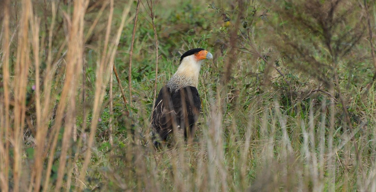 Crested Caracara (Northern) - ML200289231