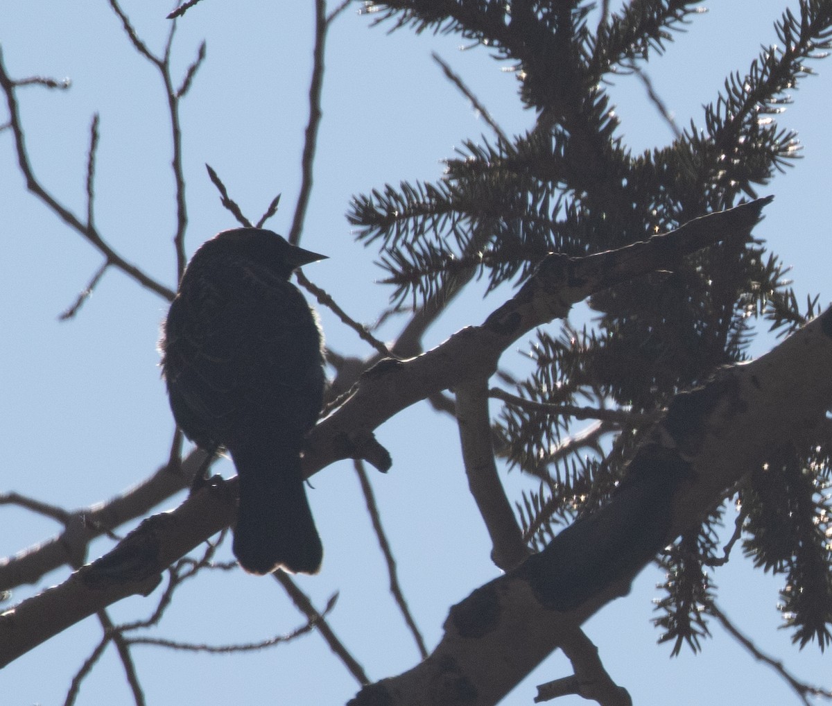 Red-winged Blackbird - ML200289321