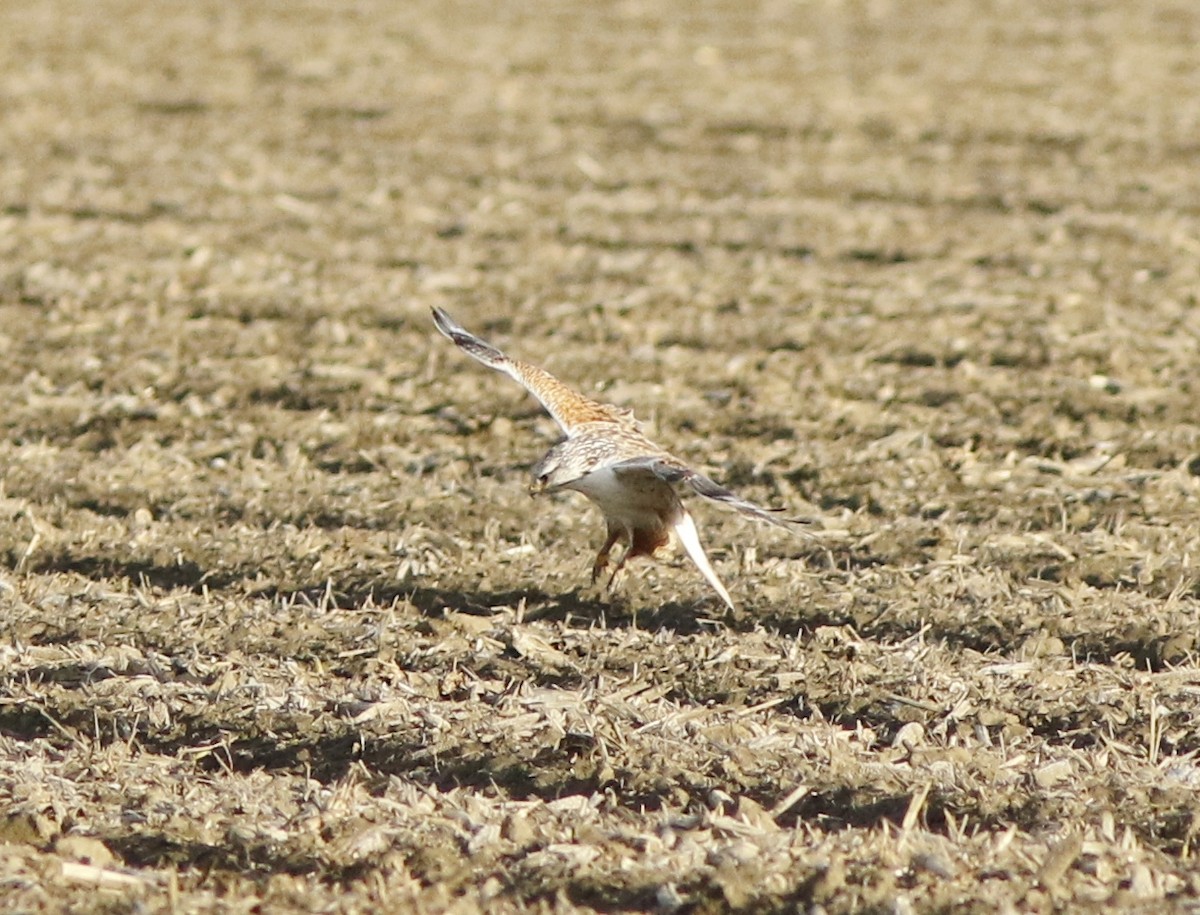 Ferruginous Hawk - ML200289391