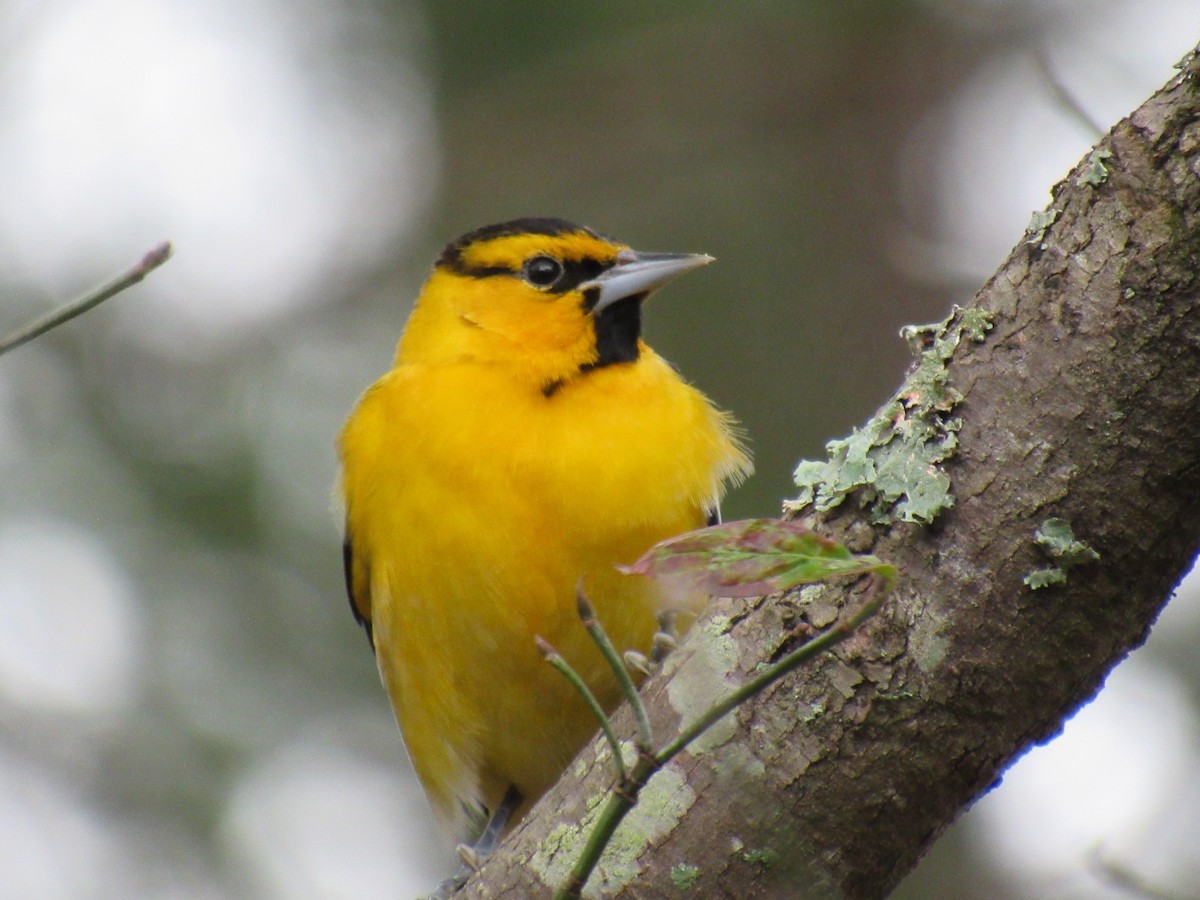 Bullock's Oriole - ML200289431