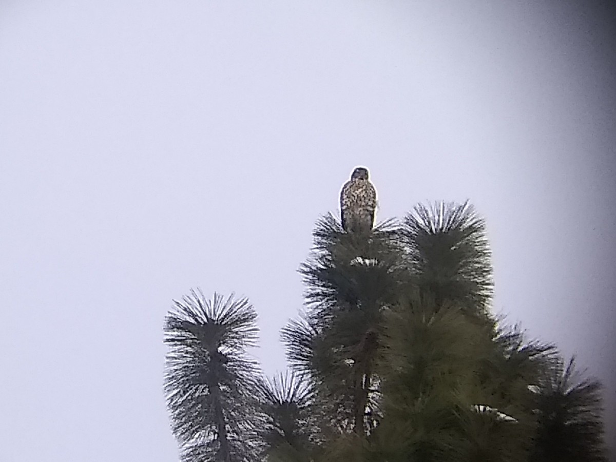 American Goshawk - ML200290061