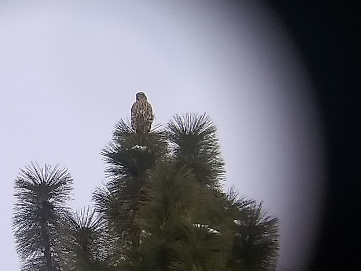 American Goshawk - ML200290071