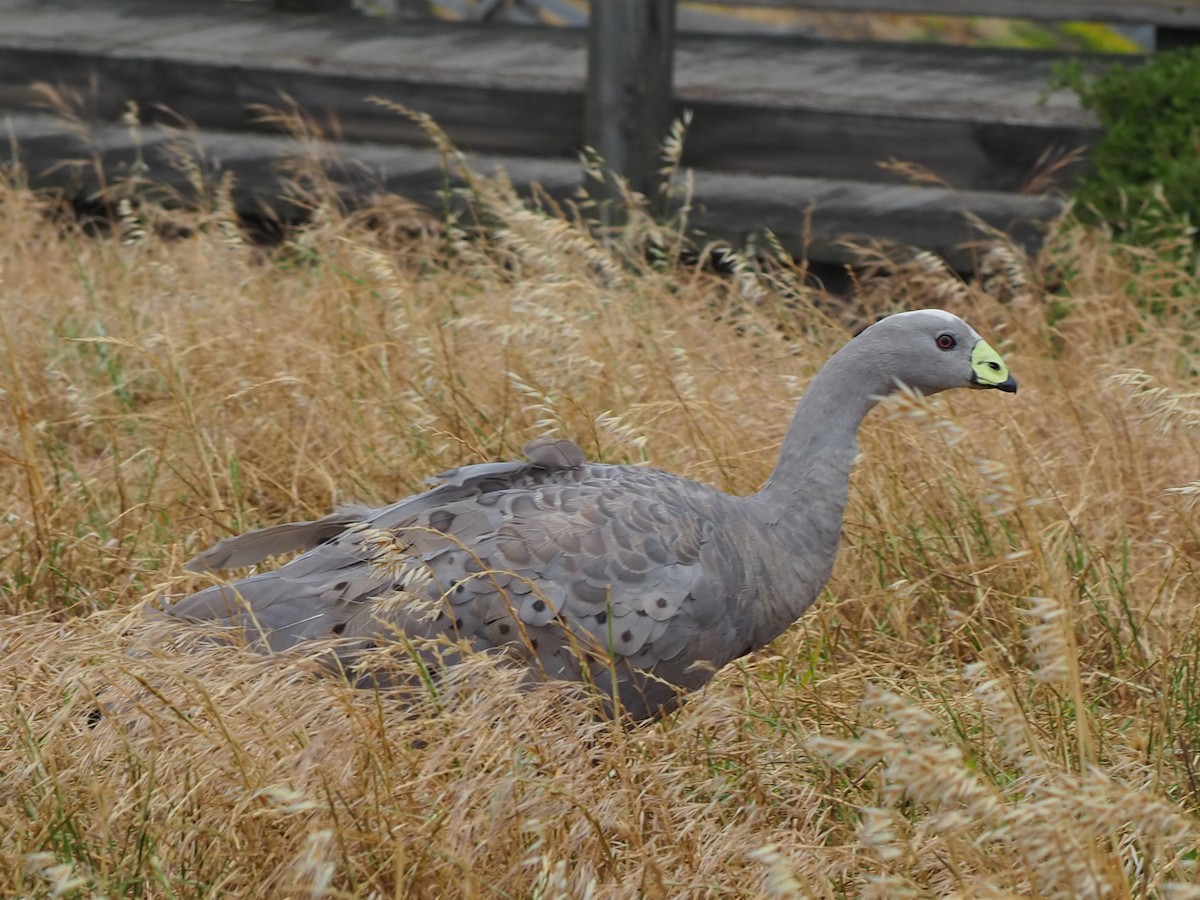 Cape Barren Goose - ML200291161