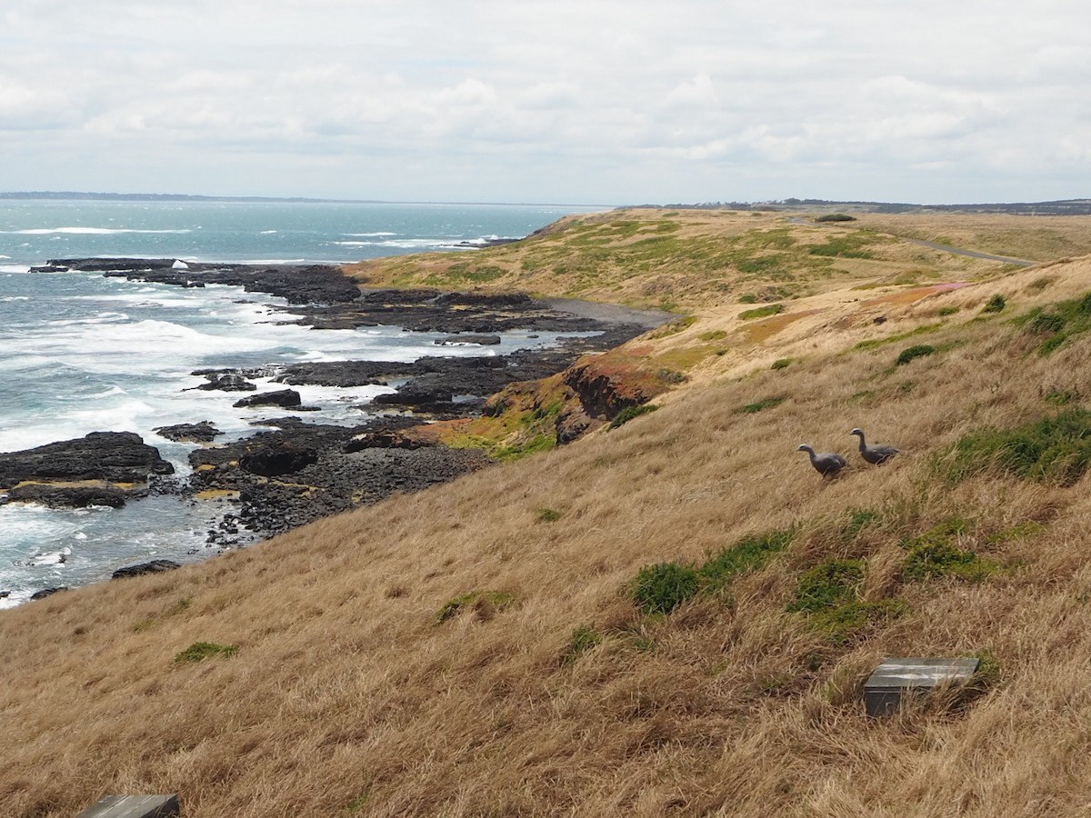 Cape Barren Goose - ML200291251