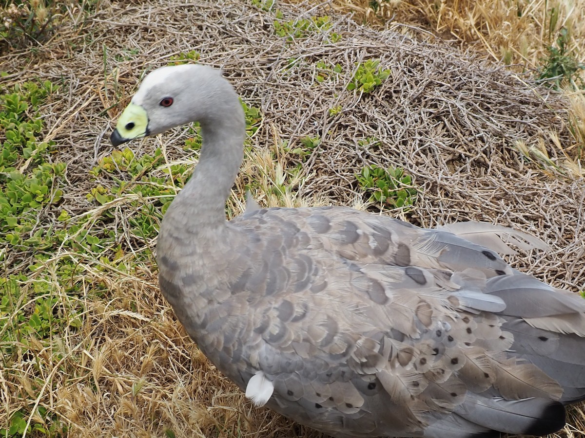 Cape Barren Goose - ML200291331
