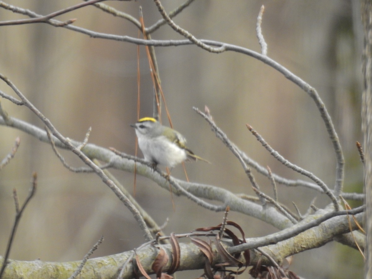 Golden-crowned Kinglet - ML200291361