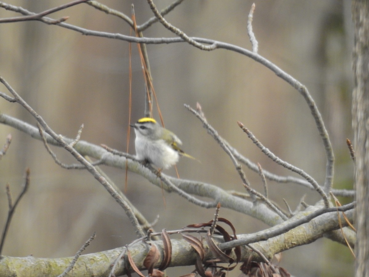 Golden-crowned Kinglet - ML200291371