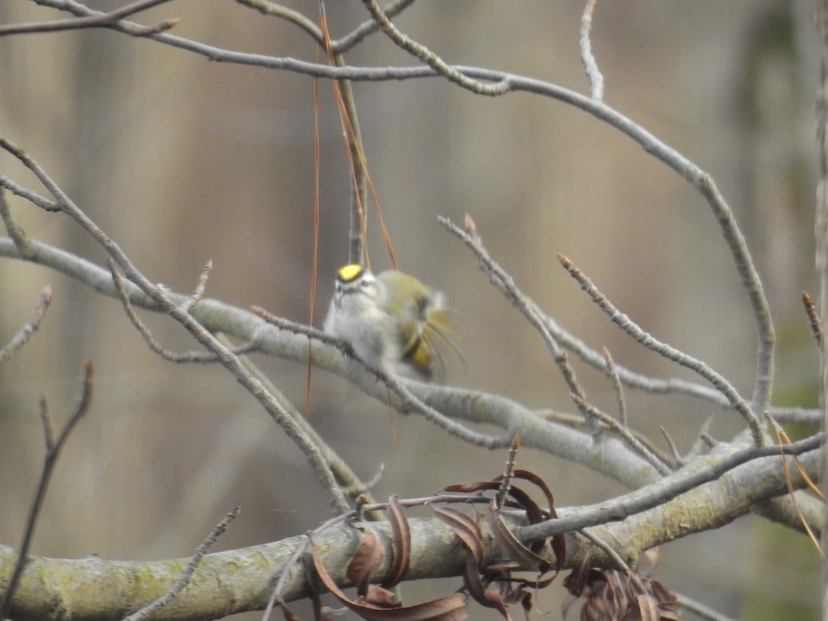 Golden-crowned Kinglet - ML200291381