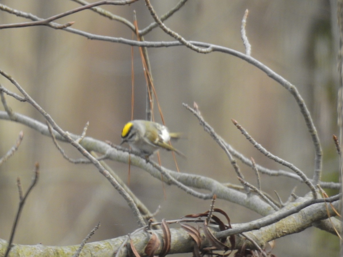 Golden-crowned Kinglet - ML200291391
