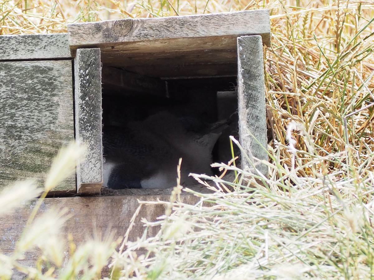 Little Penguin - ML200291401