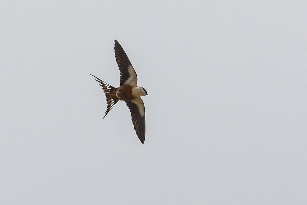 Mosque Swallow - Maryse Neukomm