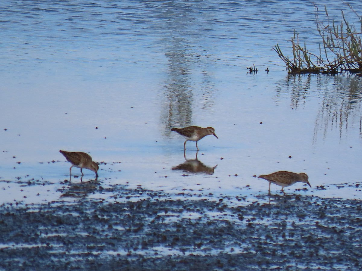 Least Sandpiper - Caroline Martin