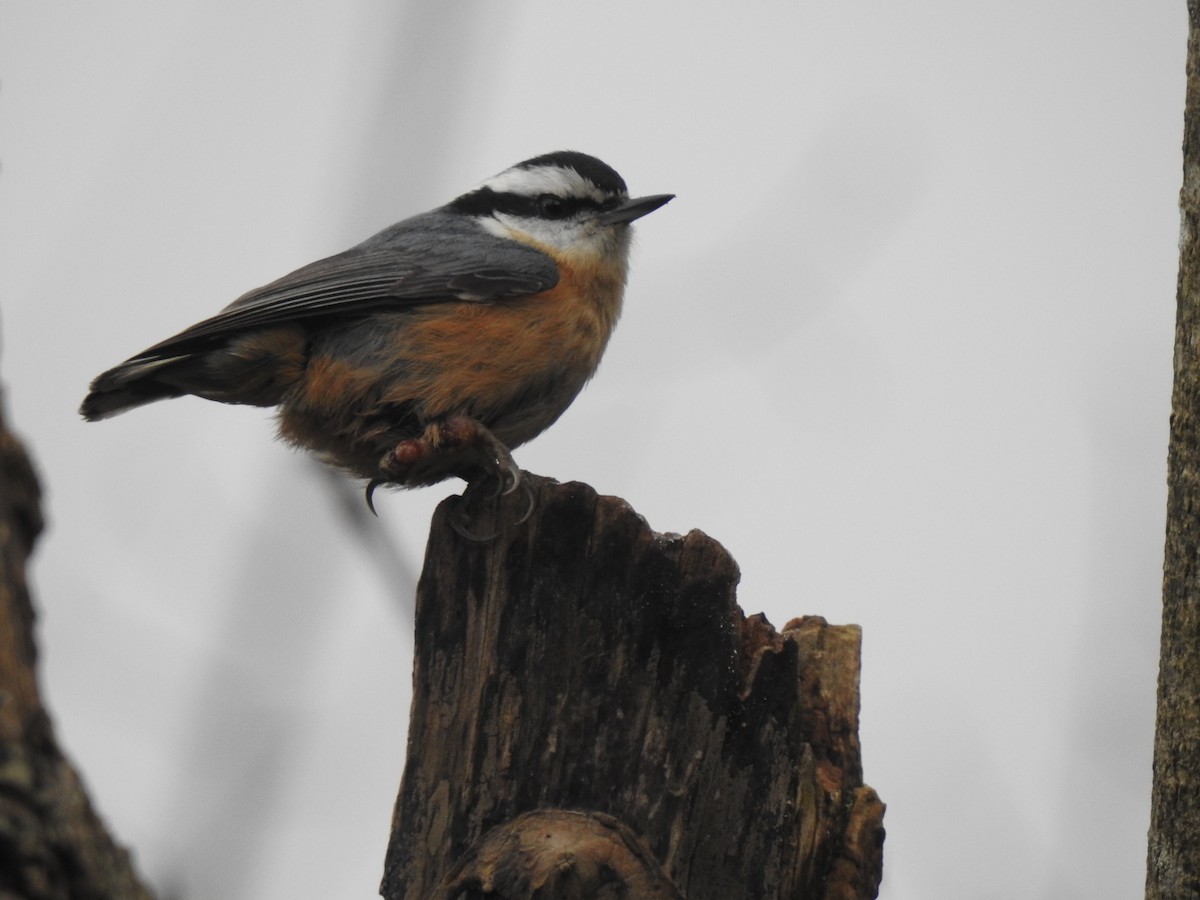 Red-breasted Nuthatch - ML200292761