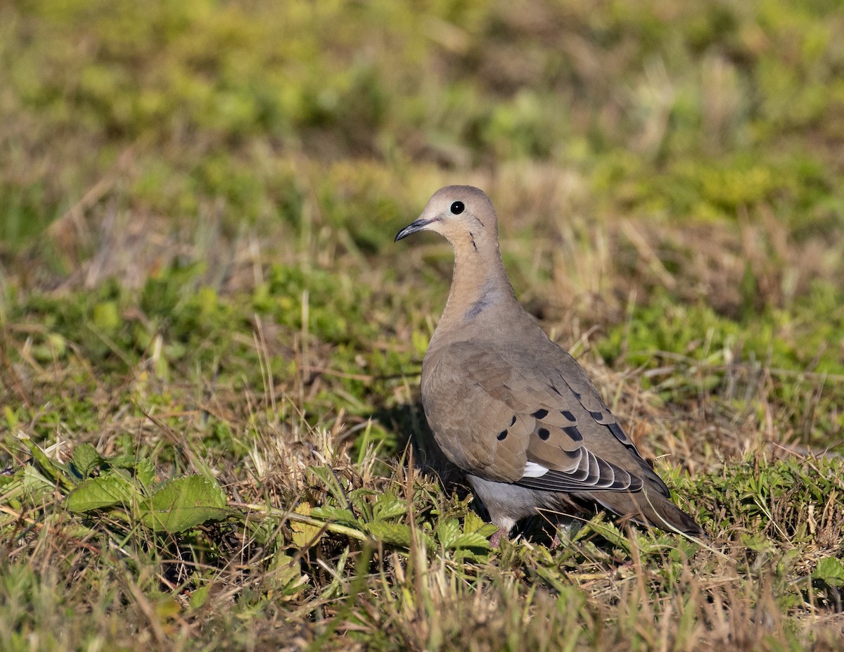 Zenaida Dove - ML200293141