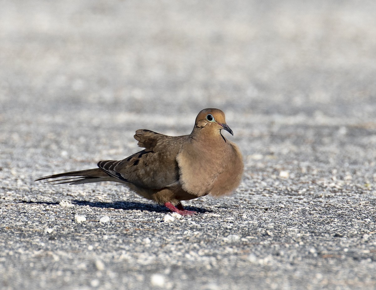 Mourning Dove - ML200293171