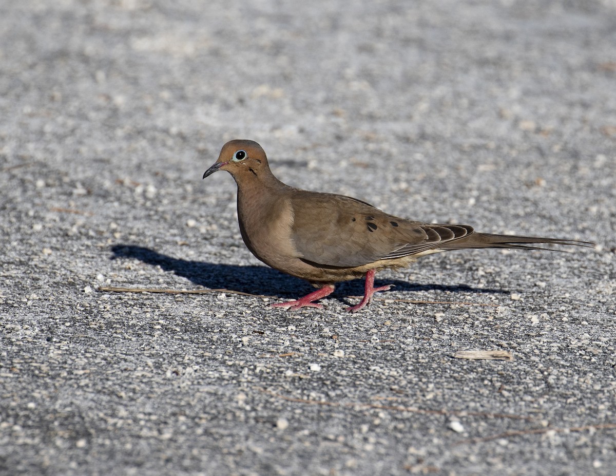 Mourning Dove - ML200293211